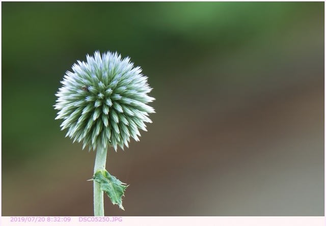 ルリタマアザミ 瑠璃玉薊 弁天ふれあいの森公園へ散歩