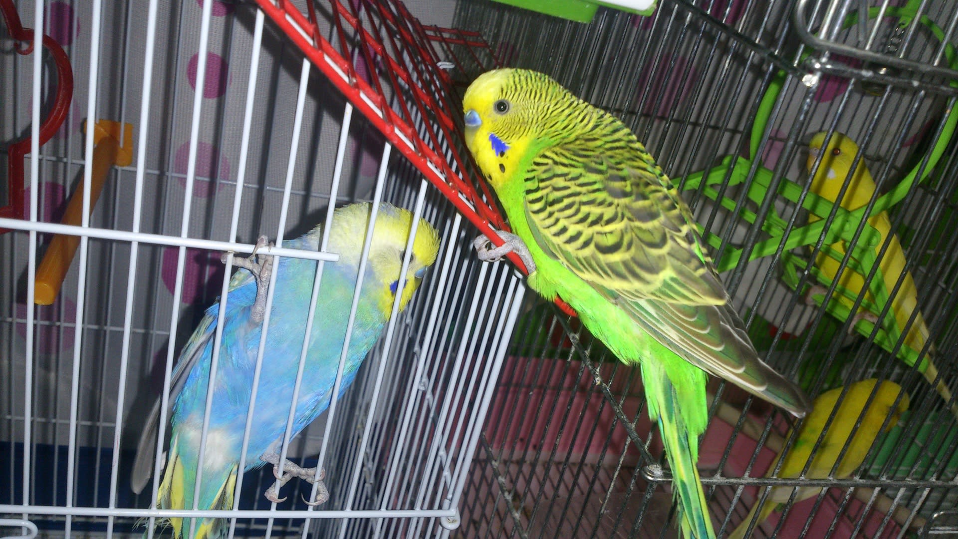 太っちょなメリー レオ わたしの可愛い小鳥ちゃん 15羽のセキセイインコとの日記 太っちょなメリー レオ わたしの可愛い小鳥ちゃん 15羽のセキセイインコとの日記