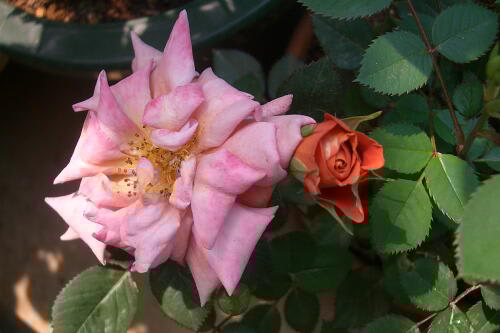 ミニバラ テディベア 花のおもちゃ箱 ミニバラ テディベア 花のおもちゃ箱