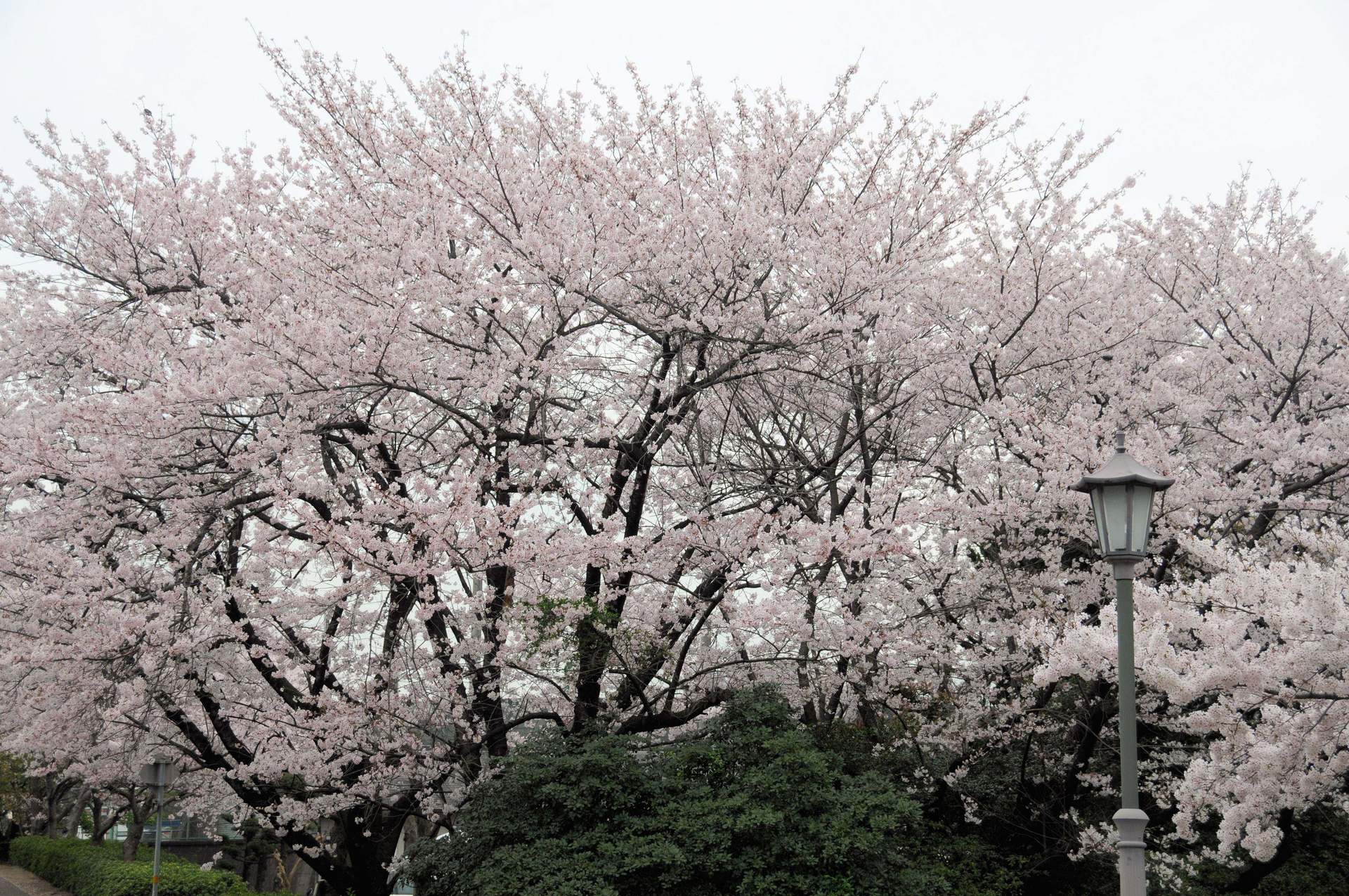 半田・雁宿公園の桜！の画像