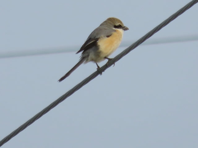 モズの鳴き真似の画像