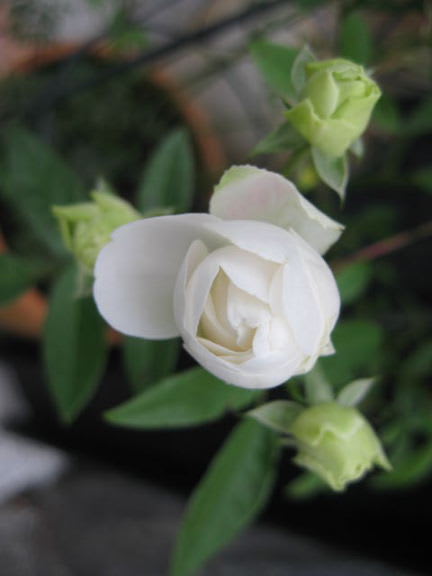 冬に美しい薔薇 シュネープリンセスとその仲間たち M S Small Garden Milky Mamaの小さな庭
