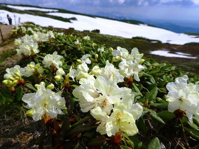 大雪山国立公園 旭岳情報 キバナシャクナゲの花が見頃です ｎｐｏ法人大雪山自然学校ブログ