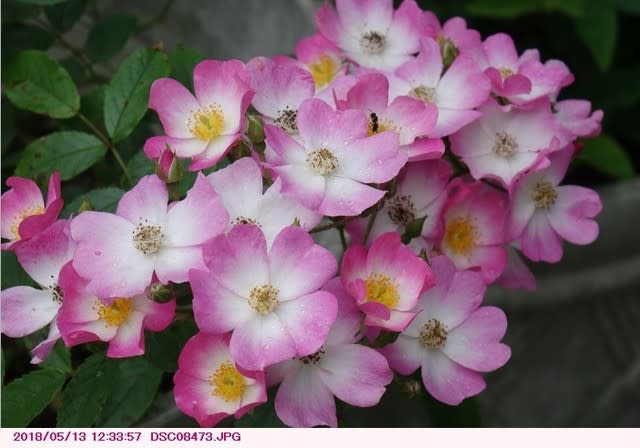 バレリーナ ピンクのツルバラ 庭の花 都内散歩 散歩と写真