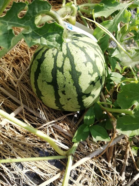 スイカ 団塊gの気ままな野菜作りと写真日誌 スイカ 団塊gの気ままな野菜作りと写真日誌