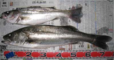 H230603 H230603