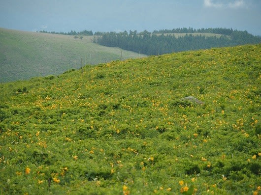 ニッコウキスゲの見頃が間近です 霧ヶ峰自然保護センター 自然情報ブログ