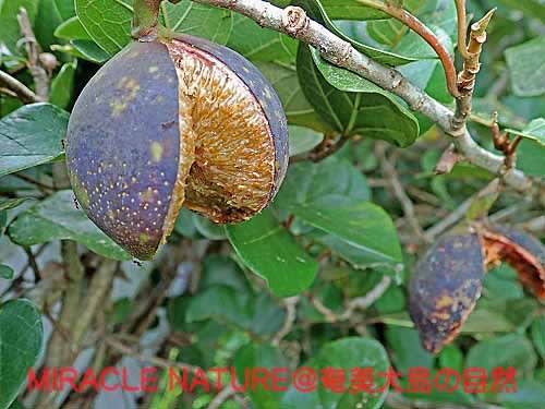 食べられる木の実 オオイタビ Miracle Nature 世界自然遺産の島 奄美大島