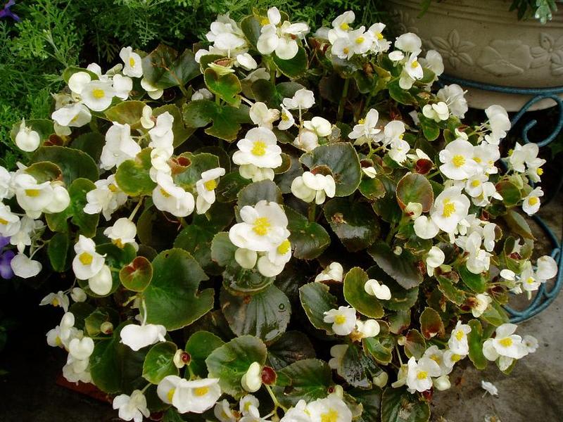 雨に濡れて 梅雨の花たち ココアのhappy Palette 雨に濡れて 梅雨の花たち ココアのhappy Palette