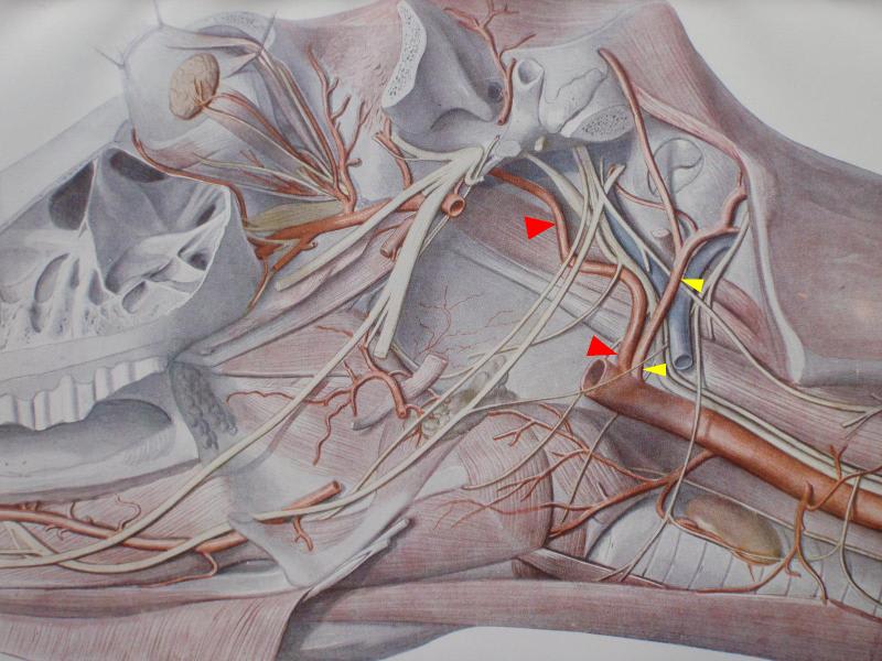 喉嚢の解剖図と動脈の分岐 馬医者修行日記