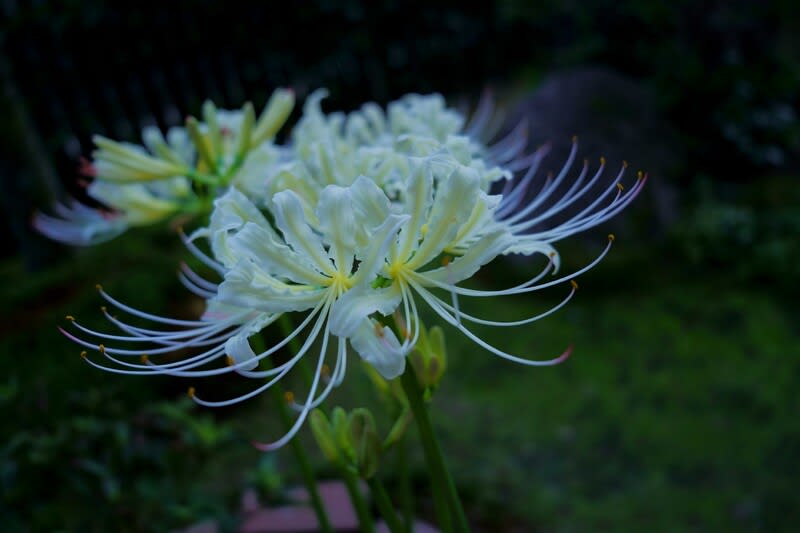 我が家の８月の花 10 白いヒガンバナが開花 ホトトギス 千日紅 アブラゼミ 金沢から発信のブログ 風景と花と鳥など