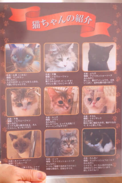猫カフェ に初入店 しっかり猫と まったりフェレット 猫カフェ に初入店 しっかり猫と まったりフェレット