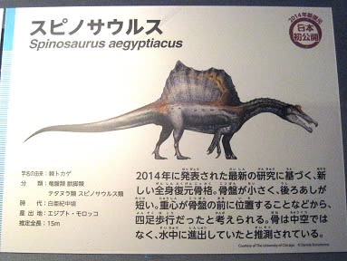 スピノサウルス 恐竜だいす記 スピノサウルス 恐竜だいす記