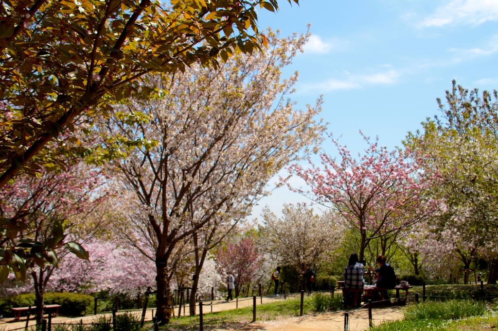 散る桜あれば咲く桜あり 名古屋市千種区東山植物園の 桜の回廊 自然を求めて近辺ぶらり