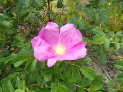 ハマナスの花 と 知床旅情 筑紫の国から 花つくし日記