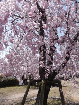 東谷山フルーツパークのしだれ桜 のほほん自転車日記