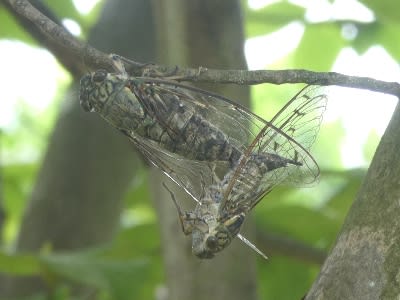 セミファイナル近し 生き物ウォッチングが好き