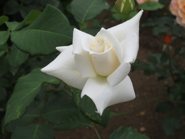 象牙色の優雅なバラ パスカリ 春薔薇シリーズ 009 野の花 庭の花