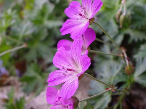高ボッチ高原・鉢伏山で最近咲いている花　ハクサンフウロ（白山風露）
