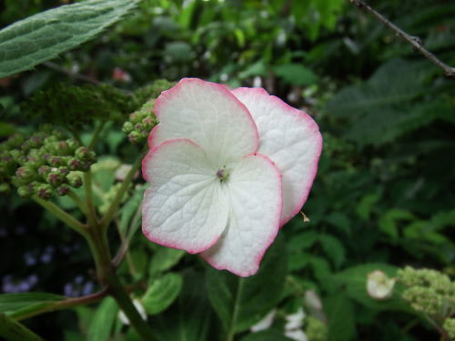 山紫陽花　清澄沢