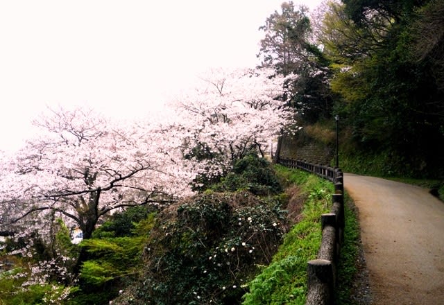 二見町「音無山の桜」 ～ 2021年3月27日、登り坂の下から撮影