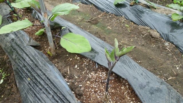 ナス苗の肥料焼け 遊々青森