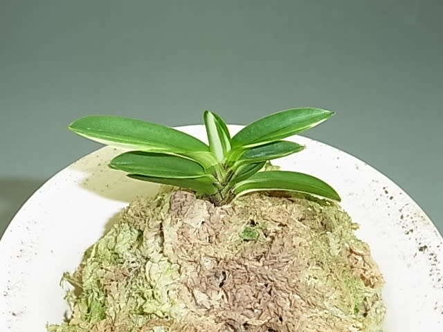 富貴蘭　天玉宝（仔付き）速達込み 楽天市場】富貴蘭 風蘭 蘭 金玉牡丹 きんぎょくぼたん2本立