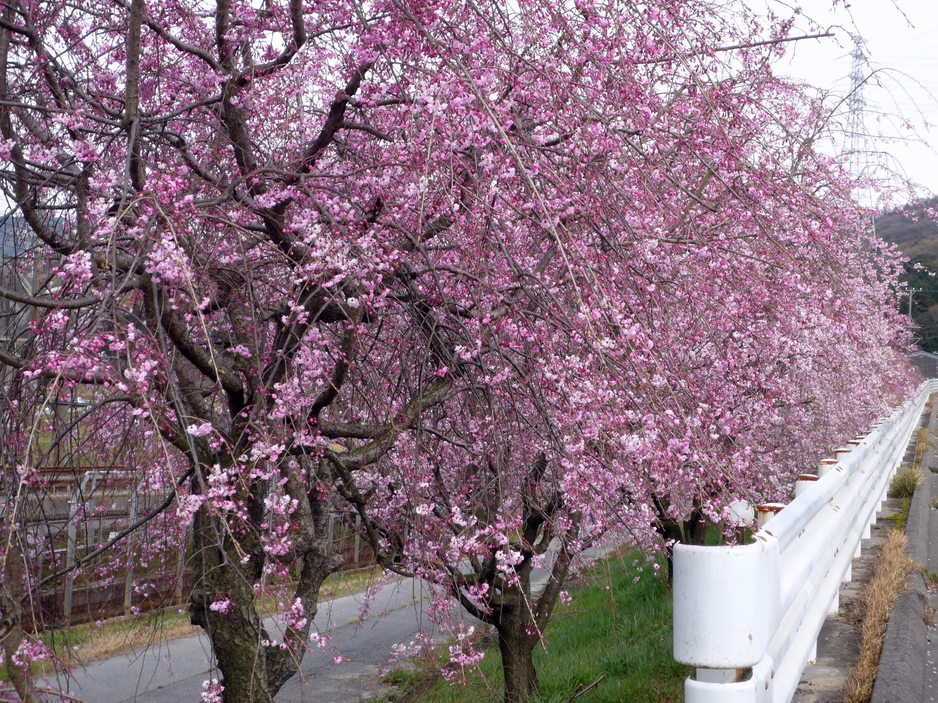 幸田の桜　Ⅱの画像