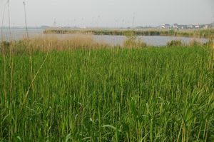 lake000.jpg: 近江八幡にて。水郷のヨシ原