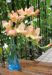 庭のグラジオラスがとてもきれいで花瓶に挿しました。