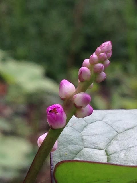 ツルムラサキ 蔓紫 Aliveさんちのしゃーしー植物園