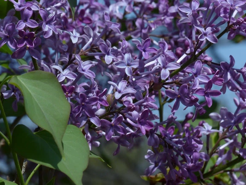 ムラサキハシドイ 紫丁香花 紫端集 ライラック リラ Hayashi No Ko