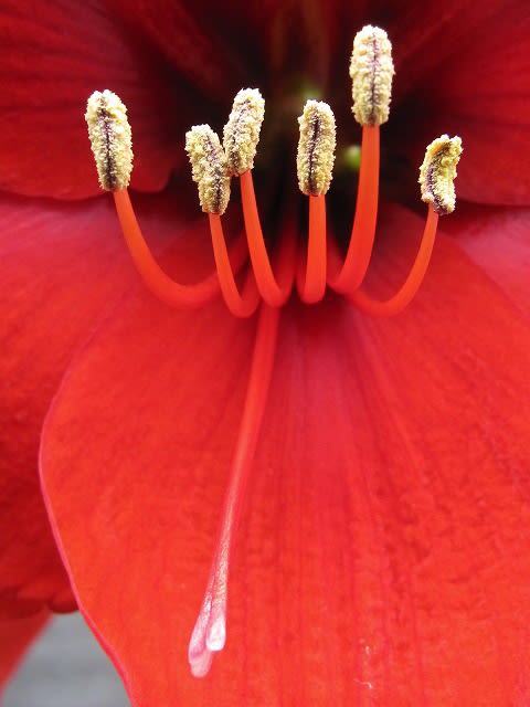 真紅のアマリリス レッドライオン 蘭すきです 開花記録 暮らしノート