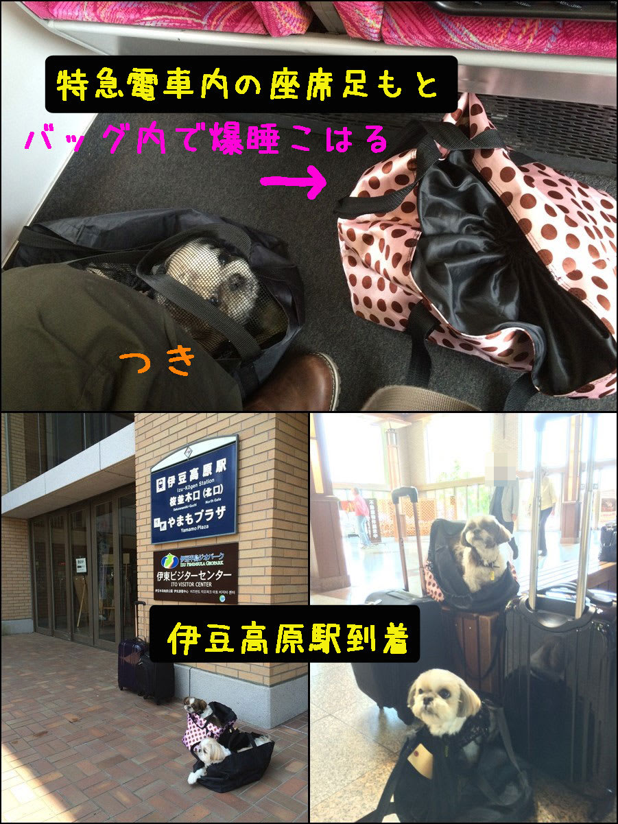 5月を振り返るその1 伊豆高原 シーズー犬日和つきこはる