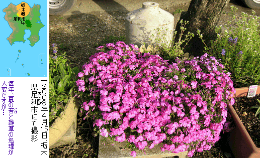 ウチの芝桜♪