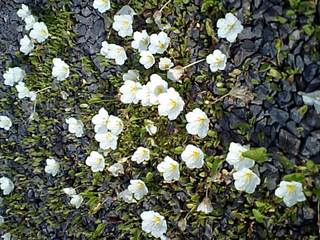 銀バエ草 ガン爺のつぶやき