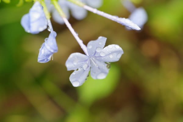 ルリマツリ ジャスミンの花に似た青い花は10月23日の誕生花 Aiグッチ のつぶやき