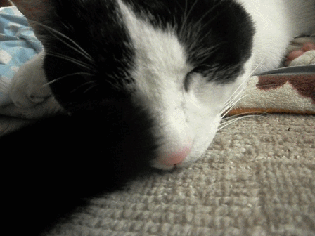 11年2月のブログ記事一覧 2ページ目 レオままの気まぐれ猫日記 11年2月のブログ記事一覧 2ページ目 レオままの気まぐれ猫日記