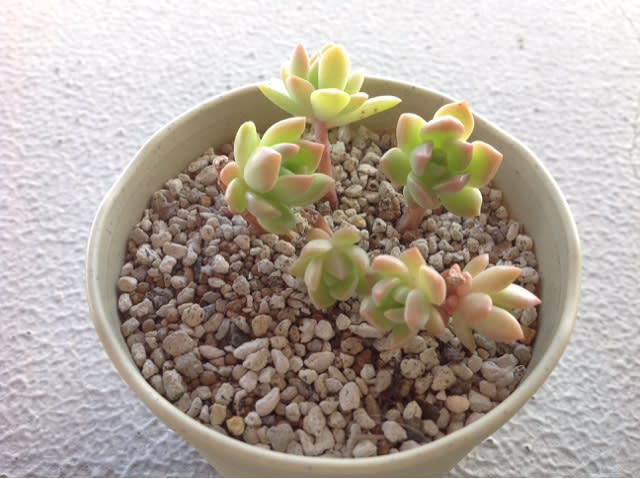 ちょっとしたことで可愛さupしたマッコス 多肉植物 パピヨン 旅行 私 ちょっとしたことで可愛さupしたマッコス 多肉植物 パピヨン 旅行 私
