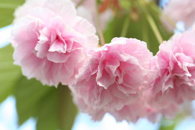 八重桜