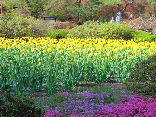 沼田城址公園のツツジ つとむ君のブログ 沼田城址公園のツツジ つとむ君のブログ