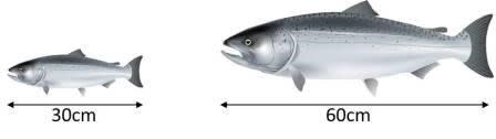 魚の体長と体重の関係 みのろうの釣り雑記