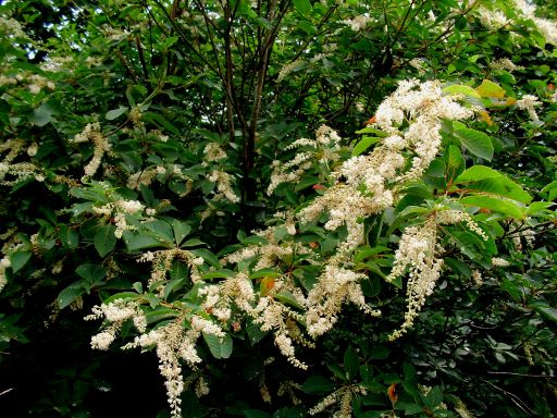 リョウブ の花を榛名 沼の原で見っけ ダッペの悠友ライフ