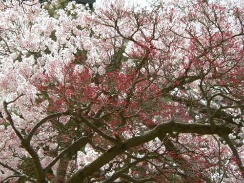 駒つなぎの桜と楓の芽吹き