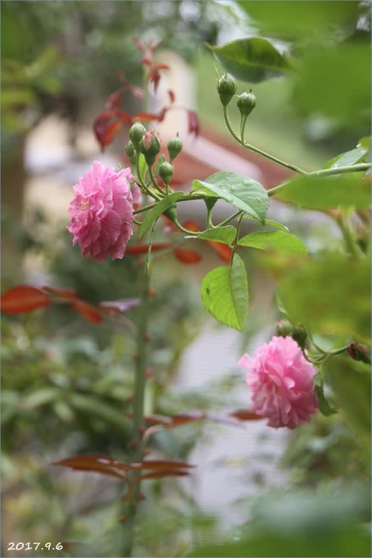 9月のバラ ラベンダーラッシー ソンブロイユ M S Small Garden Milky Mamaの小さな庭