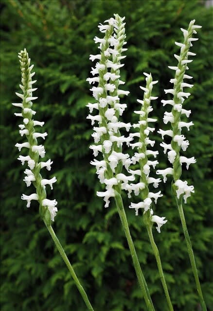 開花中の山野草 海外からの小形のラン科植物 山の花は友達 開花中の山野草 海外からの小形のラン科植物 山の花は友達
