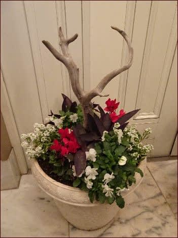 寄せ植えをハロウィン クリスマス お正月へ 座敷わらし犬とうさぎガーデン