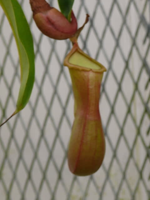 岩手県立花きセンターのウツボカズラ　2017年12月8日（金） - peaの植物図鑑