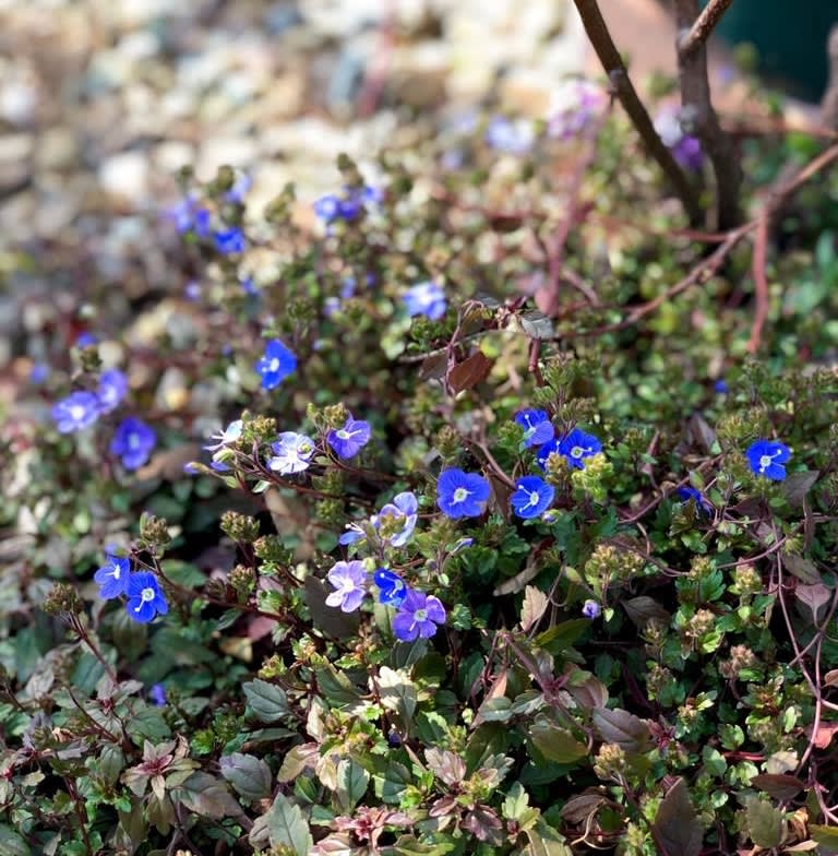 ベロニカオックスフォードブルーが咲き出しました 東側の植物 ライスフラワー クレマチス 多肉植物 雑木と宿根草とクレマチスの小さな庭づくり ベロニカオックスフォードブルーが咲き出しました 東側の植物 ライスフラワー クレマチス 多肉植物 雑木と宿根草とクレマチスの小さな庭づくり