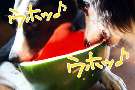 bordercollie_ボーダーコリー